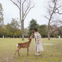 여자 혼자 떠난 오사카 여행 Day 3 - 나라사슴공원, 도다이지(동대사) 썸네일
