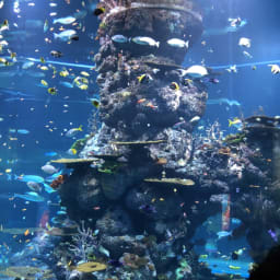 싱가포르(싱가폴) 가볼만한곳 씨아쿠아리움(S.E.A Aquarium) 썸네일