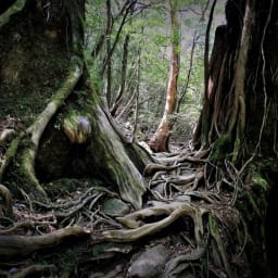 [일본] 야쿠시마의 이끼 가득한 원령공주의 숲(시라타니운스이쿄 협곡) 썸네일