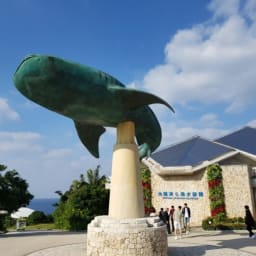일본여행후기 둘째날오전 오키나와 해양엑스포공원 추라우미 수족관과 돌고래쇼 관람하기 썸네일