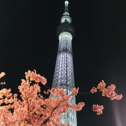 [도쿄 스카이트리] | 2019일본벚꽃 썸네일