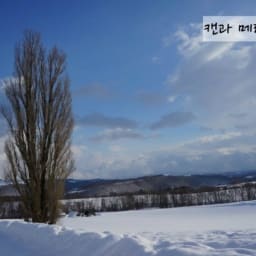 [홋카이도 겨울여행] #20. 패치워크로드 켄과 메리의 나무(ケンとメリーの木) 썸네일