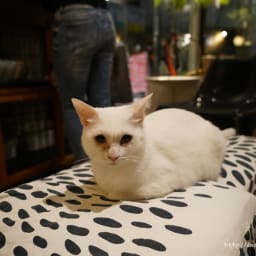일본여행 후쿠오카 고양이카페 큐리그 유기묘들과. 썸네일